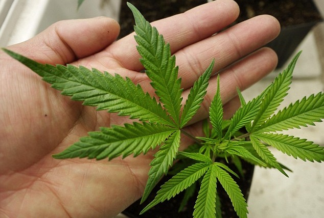 5 Amazing Stories On How Medical Marijuana Helped Beat Deadly Diseases
