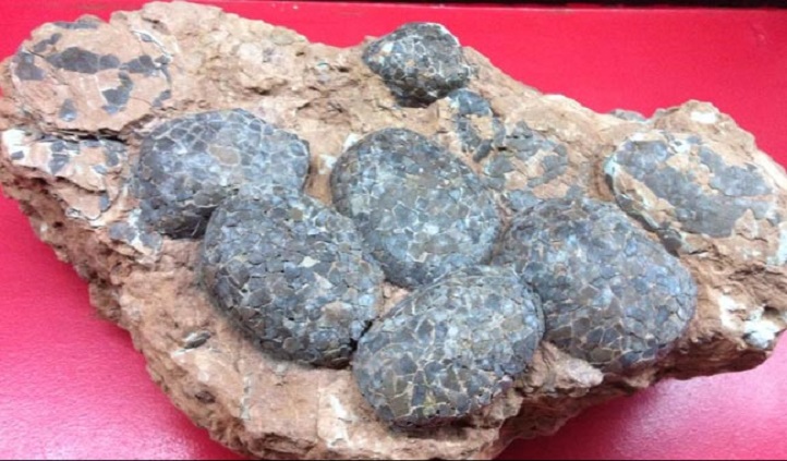 231 Fossilised Dinosaur Eggs Seized In A China House. Ross Wouldâ€™ve Been Delighted
