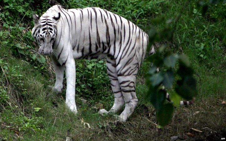 Vishal The Tiger Is So Shy He Refuses To Mate Despite Zooâ€™s Best Efforts