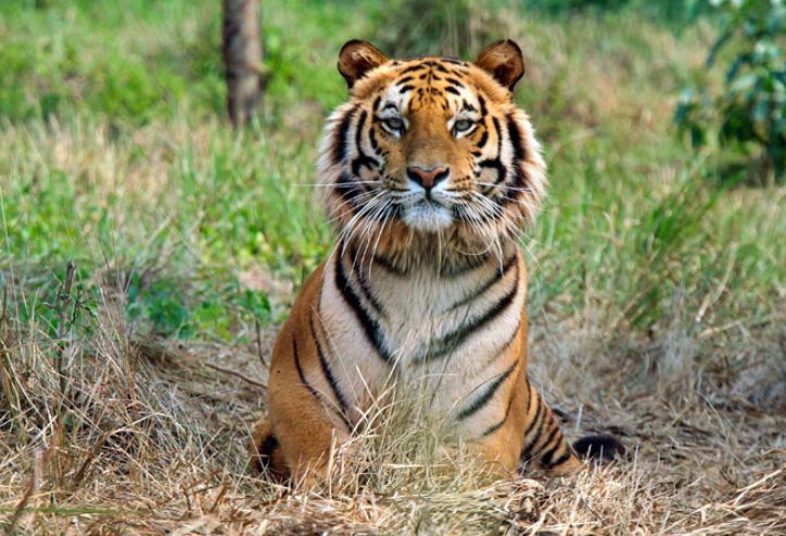 41 Tigers Have Died In India Within 7 Months, Mostly Poaching Is To Blame