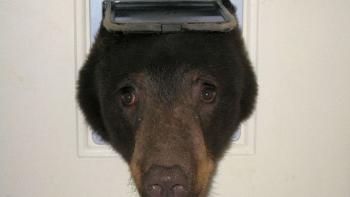 This Bear Burglar Had A Bad Time In Idaho While Executing His Master Plan