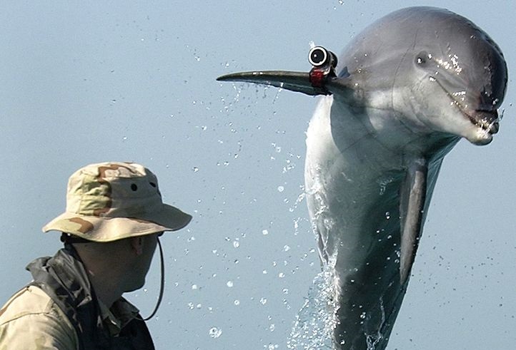 Not Your Average Cute Mammal, This Dolphin Is A Dangerous Israeli Spy