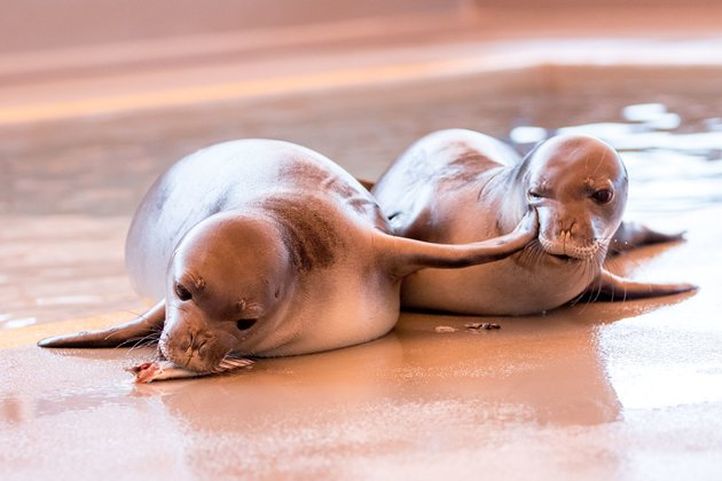 This Hawaiian Hospital That Rescues & Treats Endangered Seal Pups Deserves Appreciation