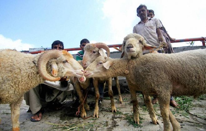 3 Lakh Animals Worth Rs 300 Crore To Be Used For Eid Sacrificial Ritual In Kashmir