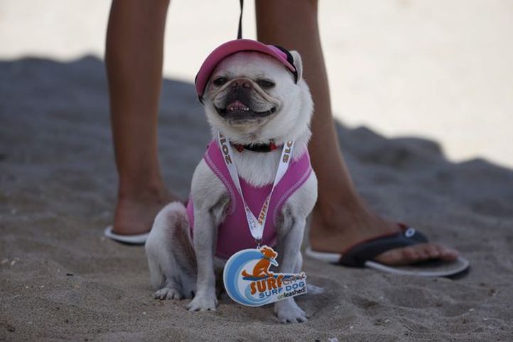 These Pictures Of Dogs Surfing Will Give You An Overdose Of Cuteness