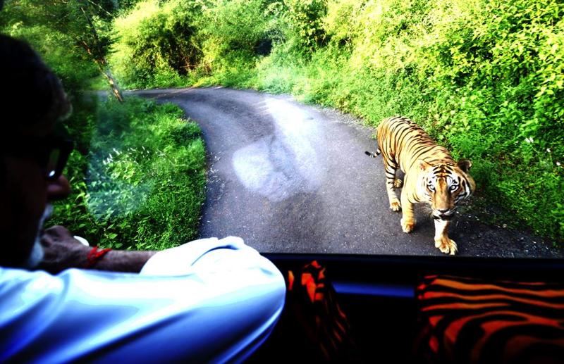 Amitabh Bachchan Was Chased By A Tiger In The Heart Of Mumbai. For Real!