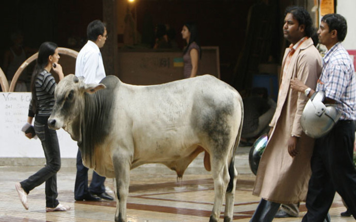 Delhi High Court Dismisses Plea Demanding Ban On Cow Slaughter In State, Calls It â€œMisconceivedâ€