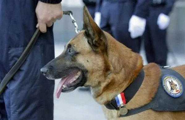 This Elite French Police Dog Lost His Life During The Saint-Denis Ops In Paris