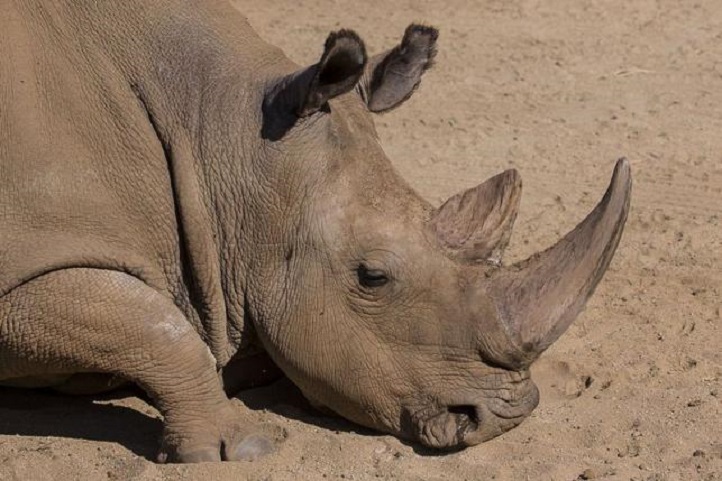 Only Three Endangered Rhinos Left On This Planet As One Of Them Dies In San Diego