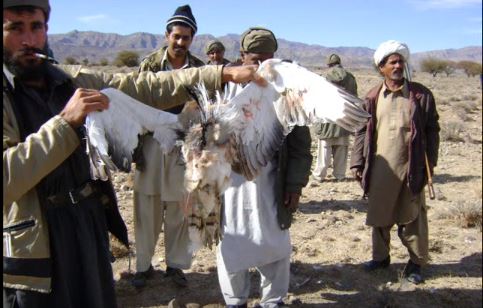 Pakistan Supreme Court Lifts Ban On The Endangered Houbara Bird Hunting