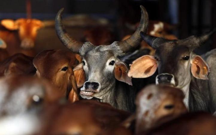 BJP Leader From Madhya Pradesh Expelled After Being Held For Cow Slaughter