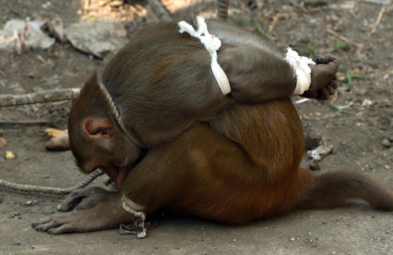 In Pictures: A Monkey Is Tied Up, Bound And Caged In Mumbai