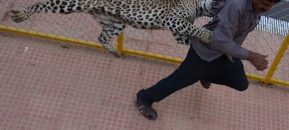 A Leopard Attacked Three In A Bengaluru School. Here Are Some Dramatic Images