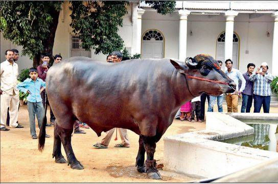 This special buffalo will cost you Rs 7 crores