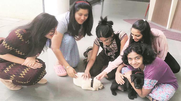 Symbiosis School Embraces Young dogs To enhance College student Morale.