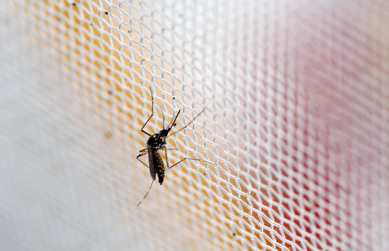 Google Is Working With UNICEF To Map The Spread Of Zika Virus