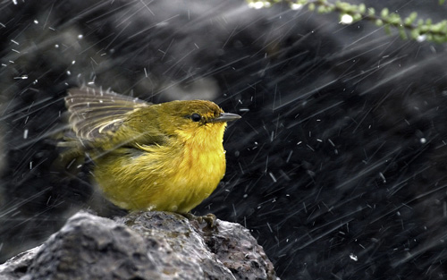 Hereâ€™s The Science Behind The Earthy Smell Of Rain That We All Love