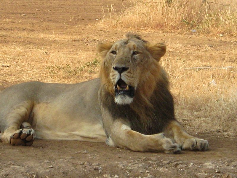 310 Lions Died In Gujarat In The Last Five Years: State Forest Minister