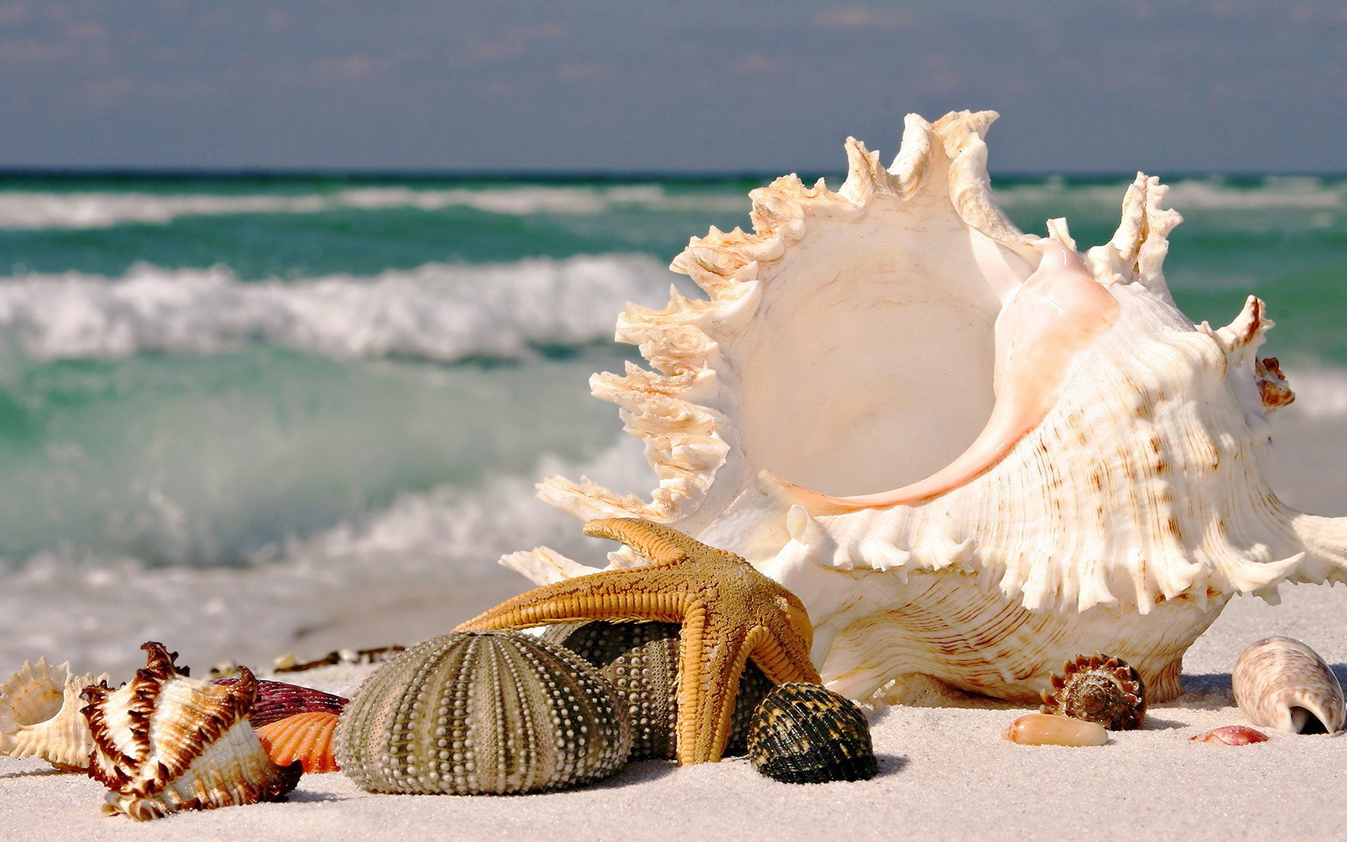 Everyone Knows Seashells Make The Sound Of The Ocean. But Do You Know Why? Hereâ€™s The Answer