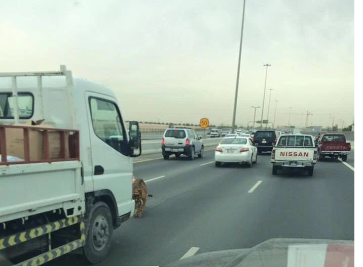 This Viral Video Of A Tiger On The Loose On The Streets Of Doha Will Make Your Heart Skip A Beat
