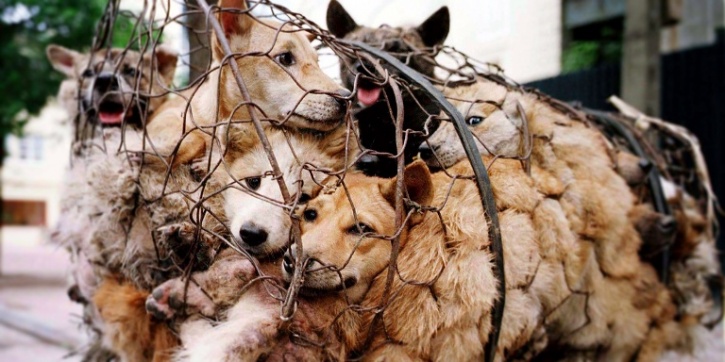 Kerala Plans To Export Its Stray Dogs To Chinas Yulin Dog Meat Eating Festival