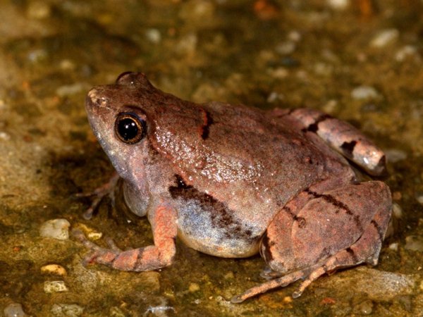 New Thumb-Sized Frog Species Discovered In The â€˜Wastelandsâ€™ Of Karnataka