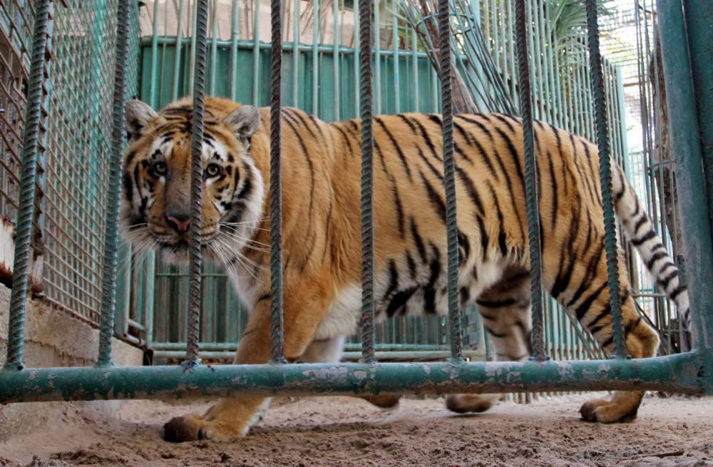 Innocent Zoo Animals Starving To Death In The Gaza Strip Are Paying The Price Of Human Conflict