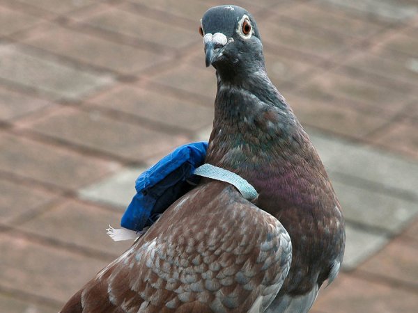 London Just Put Tiny Backpacks On Pigeons To Measure Air Quality And Its Cute As Hell!