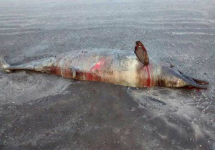 6-Ft-Long Dead Dolphin Washes Ashore In Mumbai. In Another Such Incident