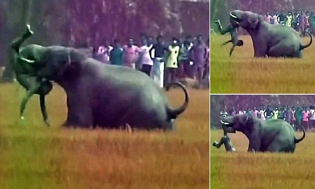 Farmer Killed In West Bengal by Brutal Attack of an Elephant`s
