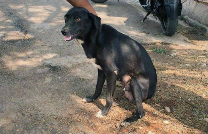 To Teach Their Mother A Cruel Lesson A Bengaluru Woman Kills 8 Puppies