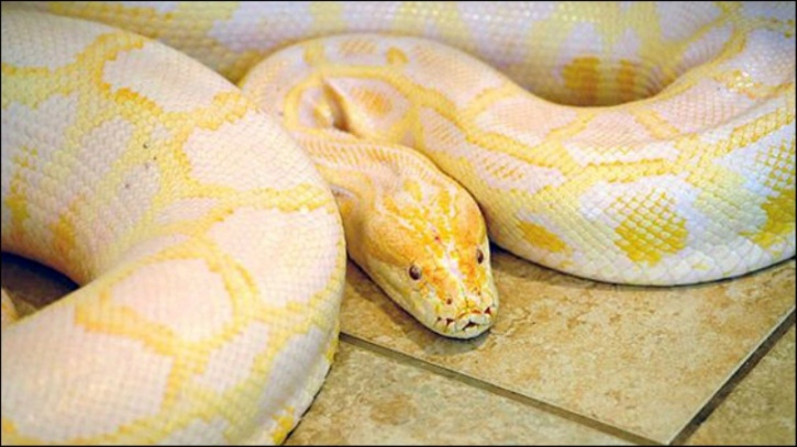 Man Thrown Out Of Sushi Joint For Dining With Baby Snake Returns With A 13-Foot Python