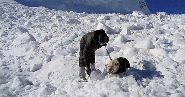 After Avalanche Hits Army Patrol At Siachen One Soldier Killed Another Missing