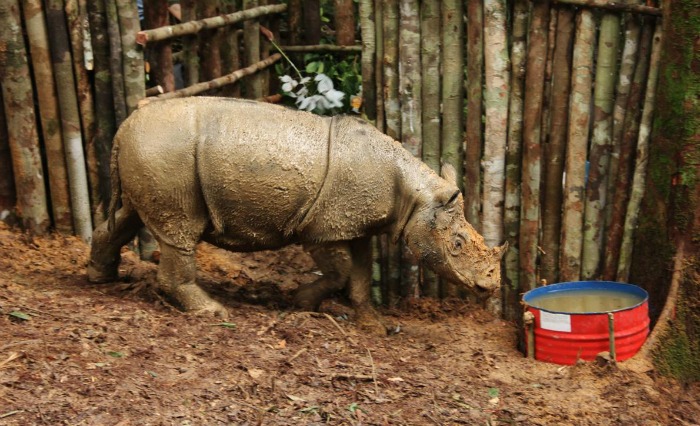  For The First Time In 40 Years Rare Sumatran Rhino Once Thought Extinct Has Been Found