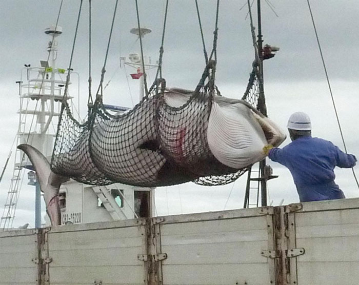 Japan Just Killed 333 Minke Whales And Claims Itâ€™s All For Research Purposes