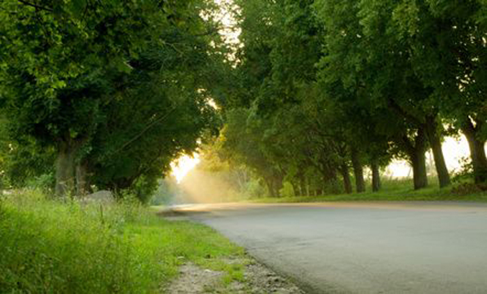 Government To Announce Rs 1,000 Crore Green Fund To Plant Trees Along 10,000 KM Of Highways