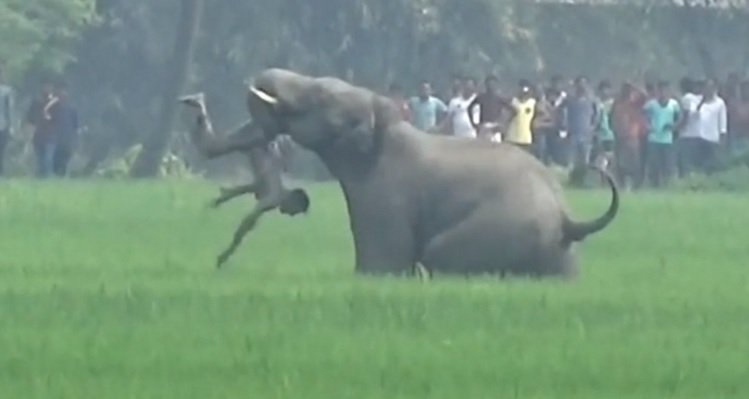 These Morons Pelting Stones At Elephants In Viral Video Are Wanted By The Govt
