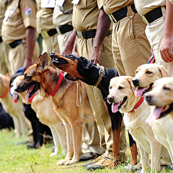 Seven CRPF Jawans Lost Their Lives In A Mission To Save The Life Of Their Four Legged Colleague