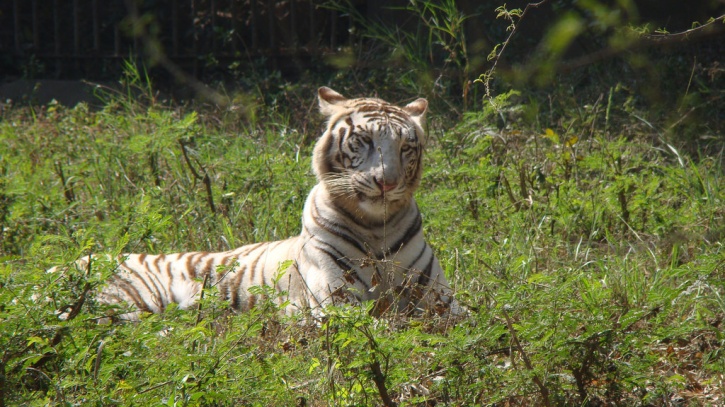 Madhya Pradesh To Have The Worlds First Sanctuary For The Rare White Tiger