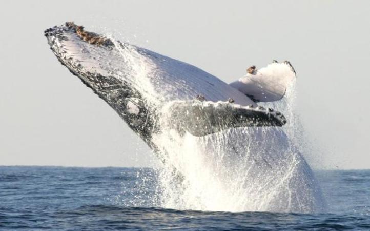 This Fisherman In Spain Got Swallowed By A Whale And Lived To Tell The Tale