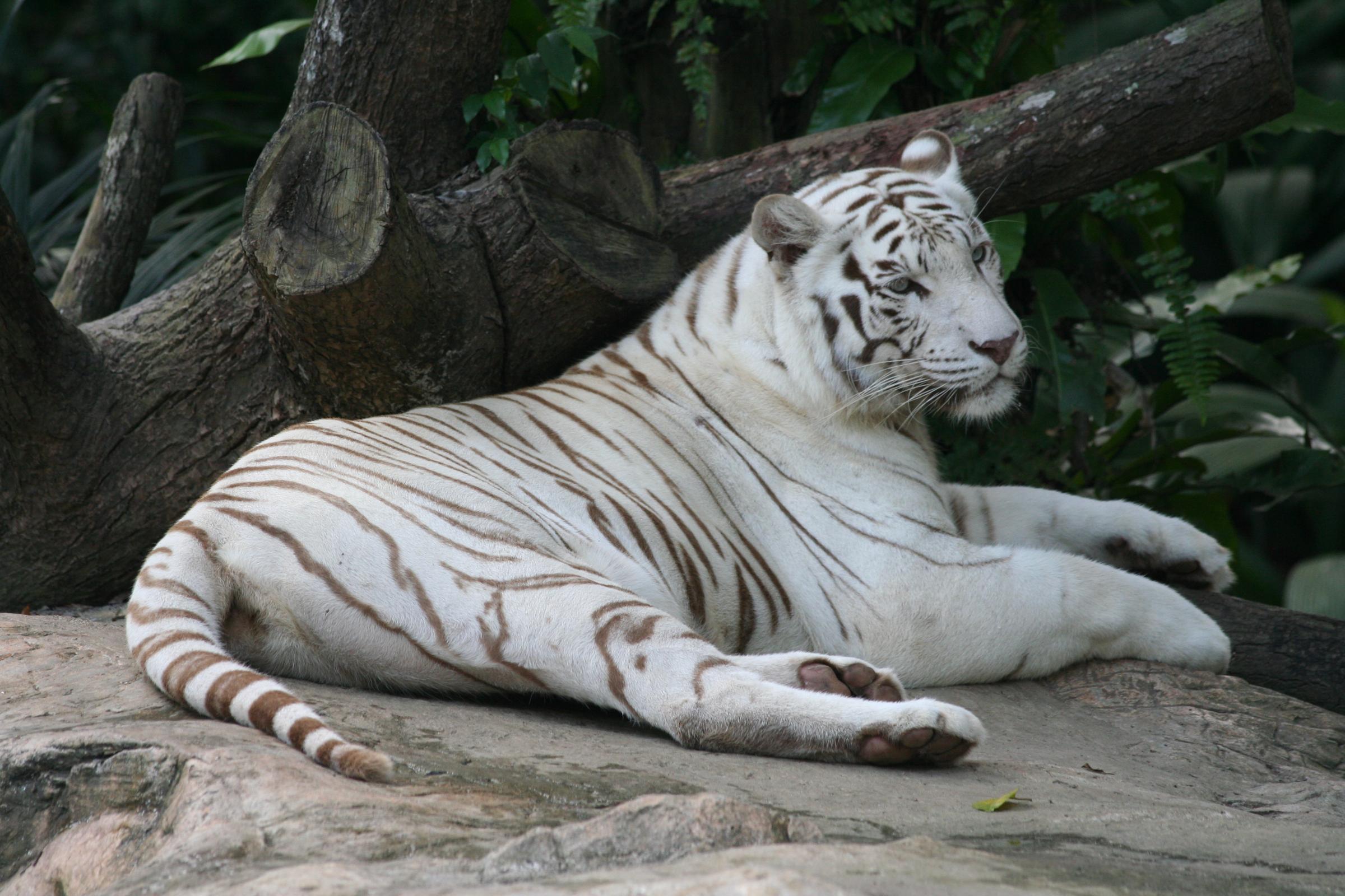 The Worldâ€™s First White Tiger Safari Has Been Opened and  It is In Madhya Pradesh