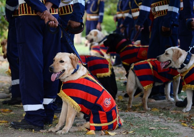 resenting Delhi Police Latest Weapon - The Adorable But Very Lethal Team Of Labrador Recruits