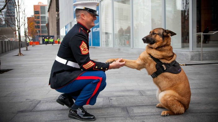 Military Dog Who Lost Her Leg In Afghanistan Gets The Highest Bravery Award For War Animals