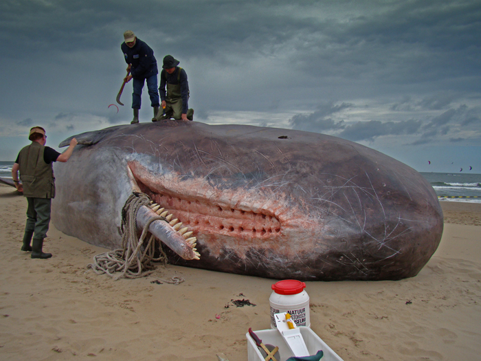 Sperm Whales Found On Germany Beaches Had Stomachs Full of Car Parts and Plastic