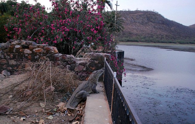 This Crocodile Scaled A 4-Ft Fence To Take A Dive Into A Lake Below And Its Pretty Amazing
