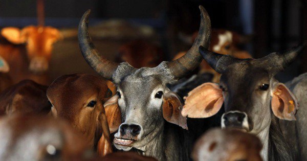 Police Busts Illegal Beef Export Factory In Mumbai Seizes 6.5 Tonnes Of Meat