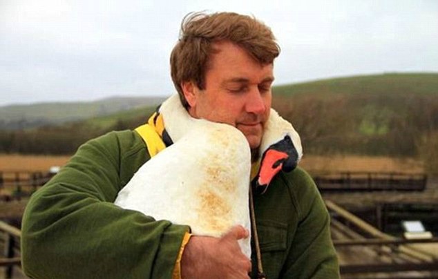 World Injured Swan Hugging Her Saviour In An Incredible Gesture Of Gratitude Will Move You To Tears