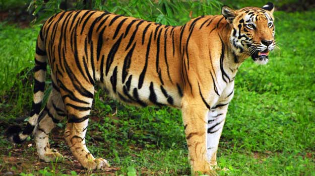 5 Places In India Where You Can Spot Tigers Right Now