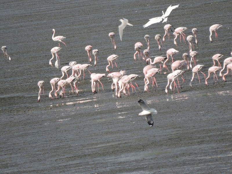 In A Rare Occurrence Flamingos Are Spotted Near Fresh Water Bodies In Maharashtra