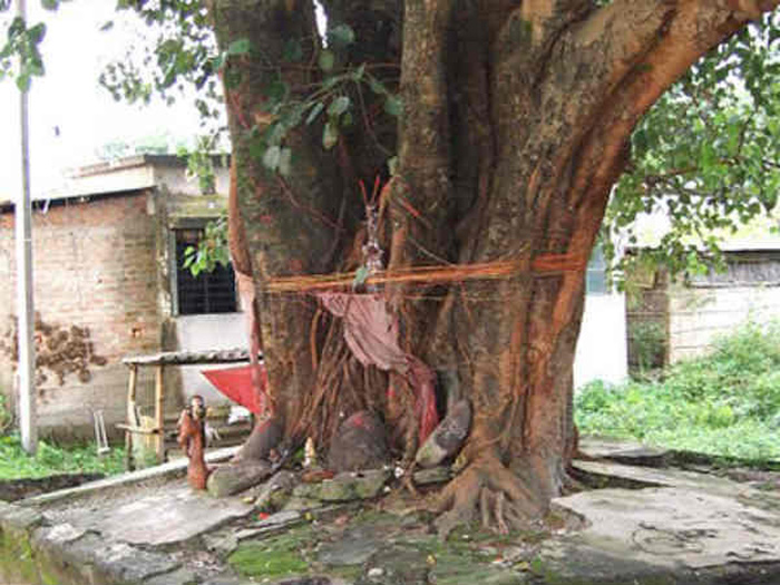 This Holy Tree In Ayodhya Is Worshipped By Hindus And Nurtured By Muslims